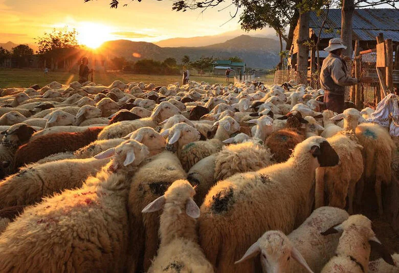 Como pastor que cuida su rebaño